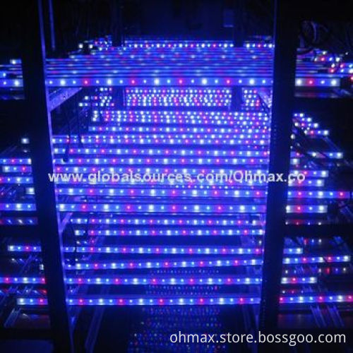 IP65 Waterproof 36W LED Grow Lights for Lettuce/Cabbage Indoor and Greenhouse Plants Growing